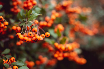 Group of tiny orange pyracantha berries with green leaves