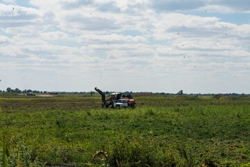 blue harvester harvests tomatoes in the field