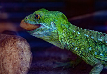 Stirnlappen Basilisk