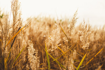Fototapeta premium Beautiful dried spikelets in morning sunlight - photo with selective focus