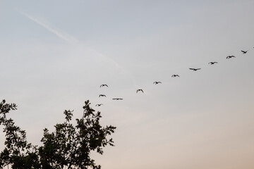 group of flying geese, cloudy sky as background