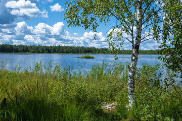 White-trunk birch on the shore of a forest lake on a sunny summer day.