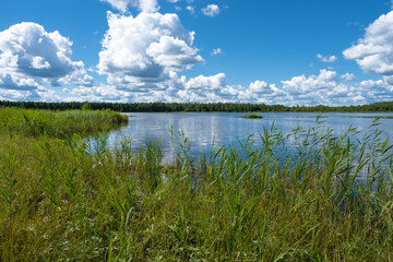Low and overgrown with tall grass shore of a forest lake.
