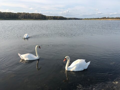 Swans on the Water at Terrell River County Park in Center Moriches, Long Island, New York
