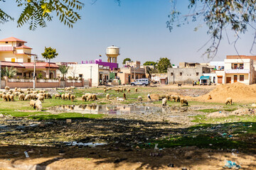Obraz premium Pulia, Fatehpur, Rajasthan, India, Asia