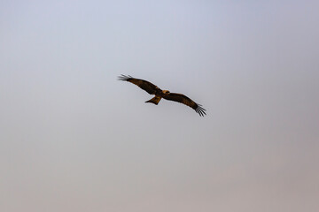 Obraz premium Pulia, Fatehpur, Rajasthan, India, Asia