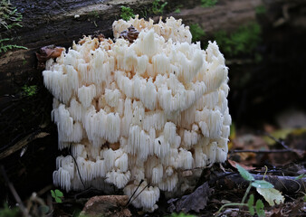Hericium coralloides, commonly known as the coral tooth fungus © Mindaugas