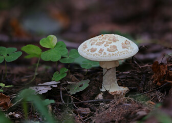 Amanita citrina - edible fly agaric
