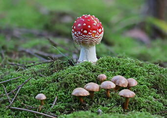 Amanita muscaria - Fly agaric