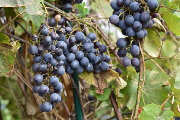 grapes on vine