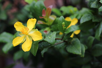 Closeup flower of Ochna kirkii Oliv,Micky mouse tree in the park
