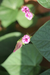 pink hibiscus in the garden