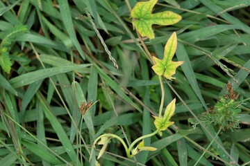 Photo of vines growing yellowing and starting