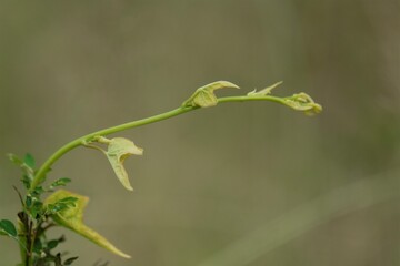 Photo of vines growing yellowing and starting