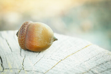 Acorn on a wooden stump. Brown autumn acorn. Beautiful time of year