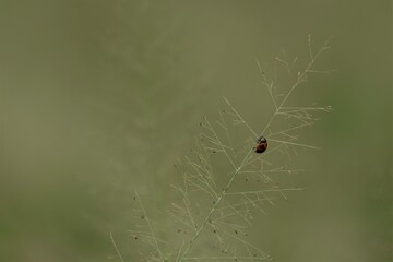 Photo of a ladybug on the grass