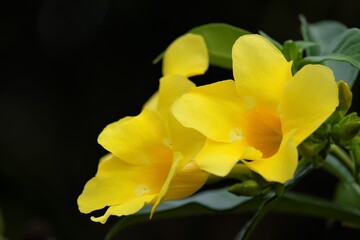 Allamanda cathartica, commonly called golden trumpet, trumpetvine, and yellow allamanda, is a species of flowering plant of the genus Allamanda in the family Apocynaceae. 