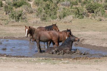 Wild Horses at a Desert Waterhole
