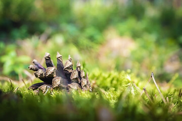 Beautiful cone in the woods. Beautiful nature of the forest