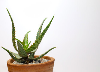 aloe vera plant