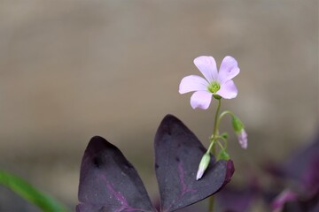 Oxalis triangularis flower, commonly called false shamrock, is a species of edible perennial plant in the family Oxalidaceae. It is native to several countries in southern South America. 