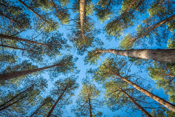 Beautiful pine tops. Tall trees. Pine forest. Bottom up view