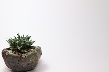 cactus in a pot