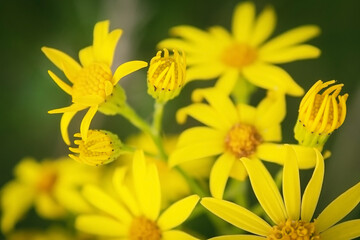 Beautiful yellow field flowers. Many beautiful yellow flowers. Female plant