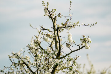 Kompozycja wiosenna małe ptaki siedzące na kwitnącej wiśni - obrazy, fototapety, plakaty