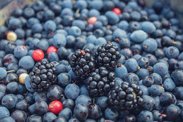 Berries are rich in vitamins. Forest berries. Useful berries in a heap. Healthy Eating