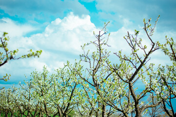 Widok kwitnących drzewek owocowych rosnących w sadzie na tle błękitnego nieba