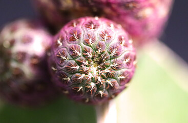 close up of flower