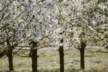 Widok kwitnących drzewek owocowych rosnących w sadzie © Monika