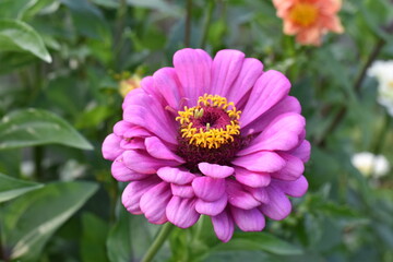 Obraz premium dahlia flower