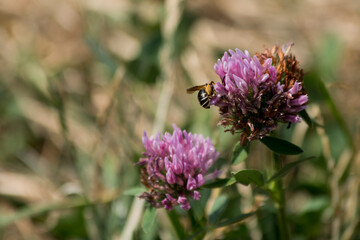 bee on a flower