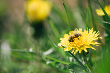 Pszczoła siedząca na żółtym mleczu na rozmytym tle łąki