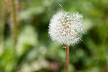 Dandelion close up