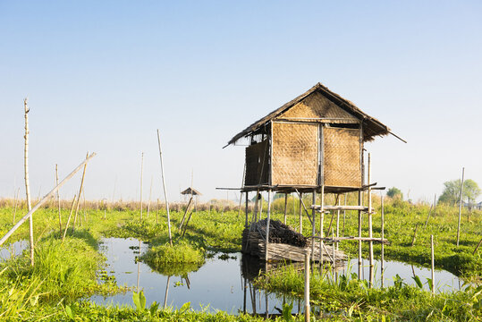 Floating vegetable plantation in Inle lake in Myanmar