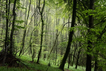 Naklejka premium foret vierge