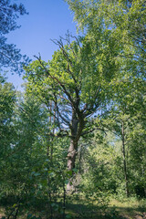 Great oak in the forest. Wide perennial oak. Forest tree