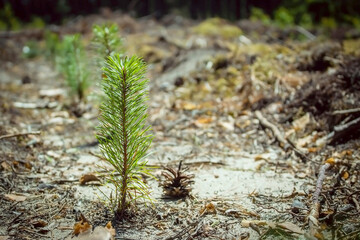 Little pine tree. The tree is planted in the forest felling area