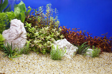 Beautiful planted tropical freshwater aquarium.