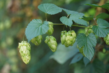 Nahaufnahme von  Hopfen