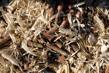 dried corn in the field, Digital photography, life farm 