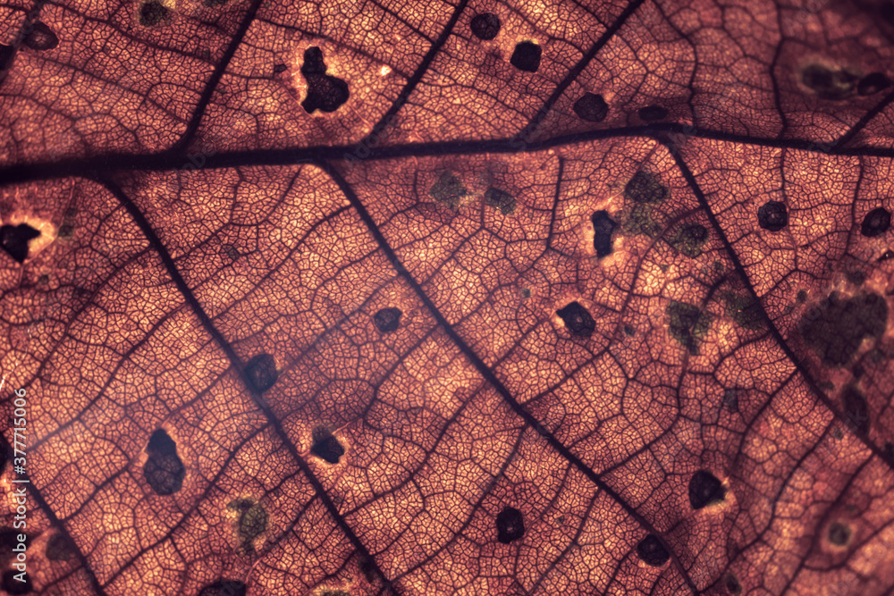Poster close up detail of a old leaf plant. beautiful background pattern for design.
