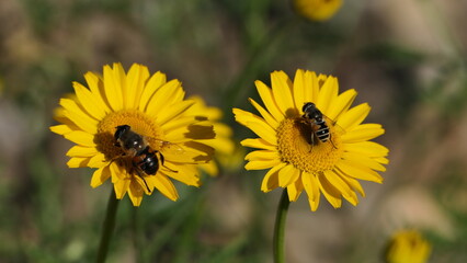 bee on dandelion