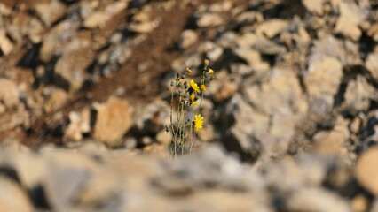 spider on a rock