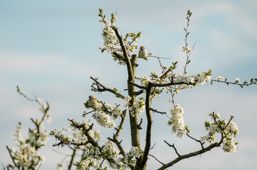 Kompozycja wiosenna małe ptaki siedzące na kwitnącej wiśni - obrazy, fototapety, plakaty