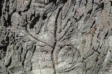 The texture of the bark of the tree. A crack on a tree