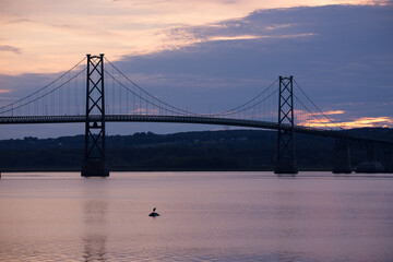 
Great blue heron perched on a rock in the St. Lawrence River and the Island of Orleans Bridge seen in silhouette at dawn, Quebec City, Quebec, Canada